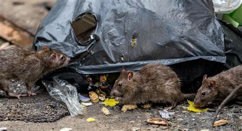 Rat Removal in Blandford Forum .